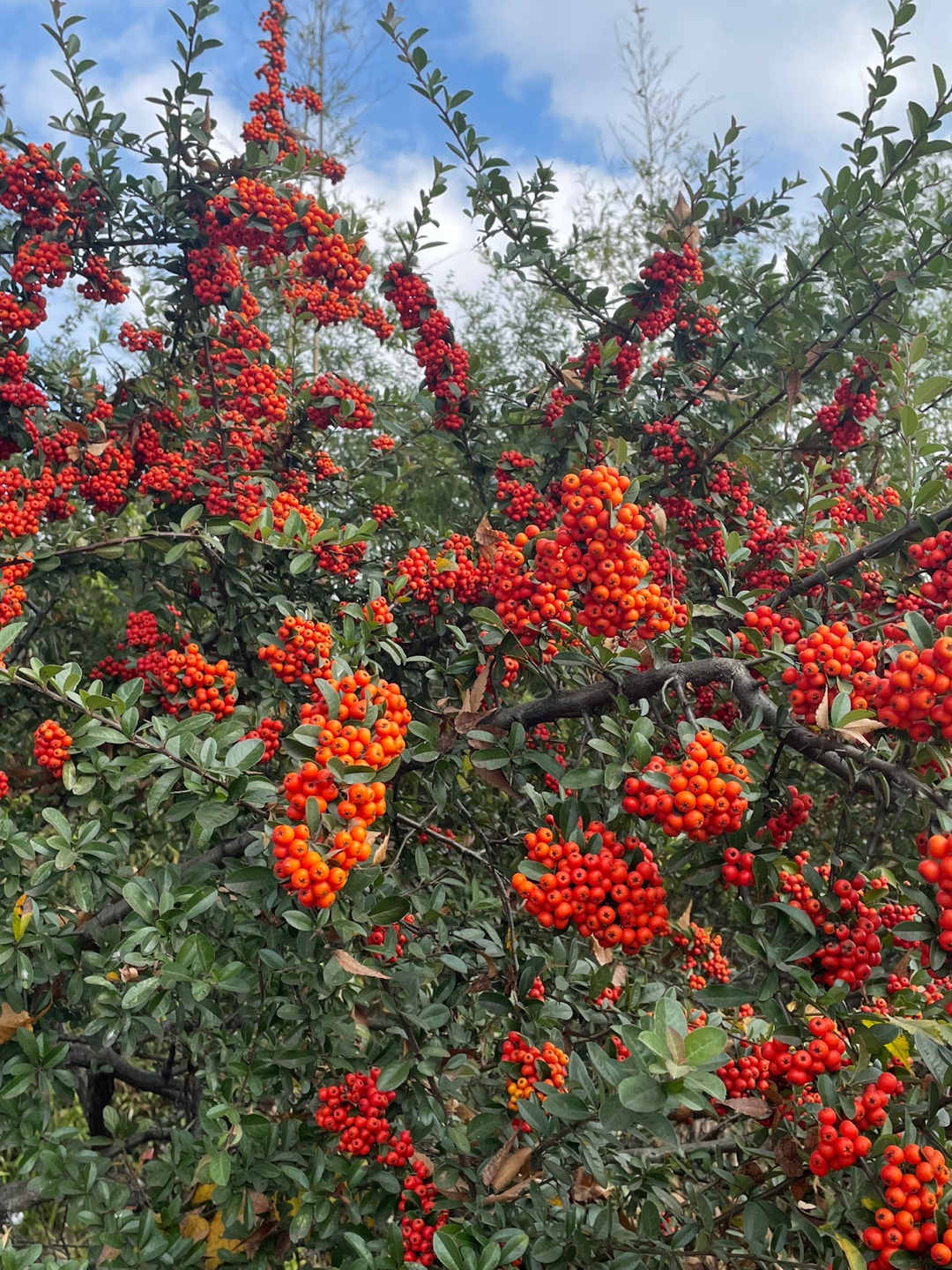 b9aba3cda06b818e607c021d42402b8b_1667896102_0039.jpg b9aba3cda06b818e607c021d42402b8b_1667896102_0039.jpg